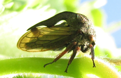 Centrotini