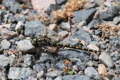 Gomphaeschna furcillata