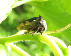 Centrotini