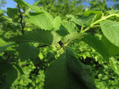 Centrotini