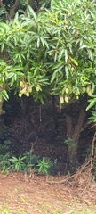 Mangifera indica image