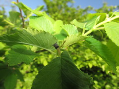 Centrotini