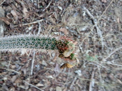 Acanthocereus oaxacensis