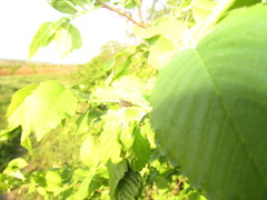 Centrotini