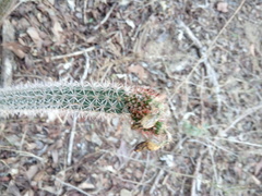 Acanthocereus oaxacensis