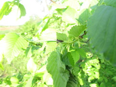 Centrotini