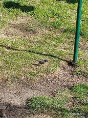 Junco hyemalis