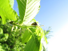 Centrotini