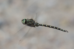 Gomphaeschna furcillata