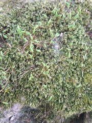 Bryophyta