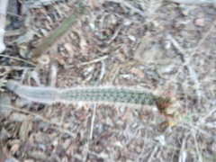 Acanthocereus oaxacensis