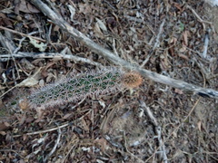 Acanthocereus oaxacensis