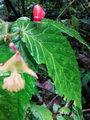 Begonia longirostris