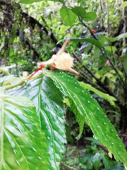 Begonia longirostris