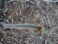 Acanthocereus oaxacensis