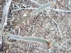 Acanthocereus oaxacensis