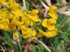 Cytisus procumbens