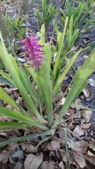 Aechmea gamosepala