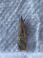 Euchromius californicalis