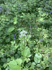 Alliaria petiolata