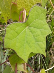 Menispermum dauricum