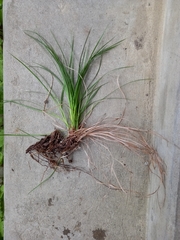 Carex montana