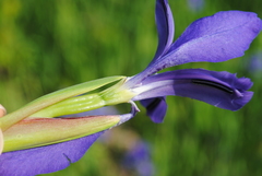 Iris sanguinea