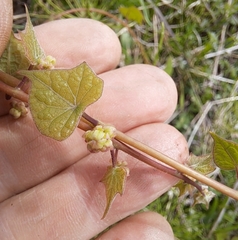 Menispermum dauricum