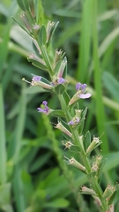 Lythrum