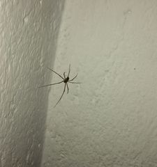 Araneae