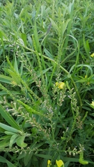 Lythrum