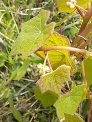 Menispermum dauricum