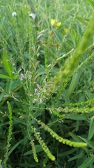 Lythrum