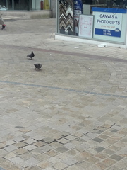 Columba livia domestica