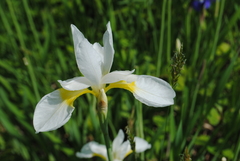 Iris sanguinea