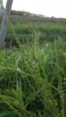 Lythrum