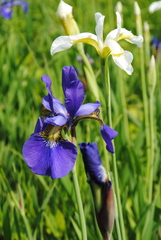Iris sanguinea