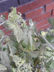 Sisymbrium officinale