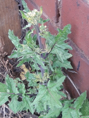 Sisymbrium officinale