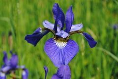Iris sanguinea