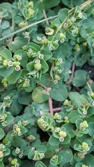Euphorbia serpens