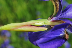 Iris sanguinea