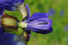 Iris sanguinea