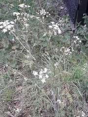 Anthriscus sylvestris