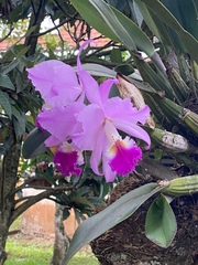 Cattleya