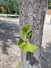 Ginkgo biloba