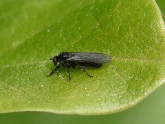 Empis ciliata