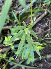 Diplocyclos palmatus