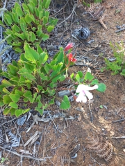 Pelargonium ovale