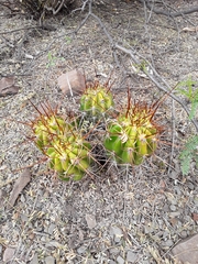 Echinopsis bridgesii